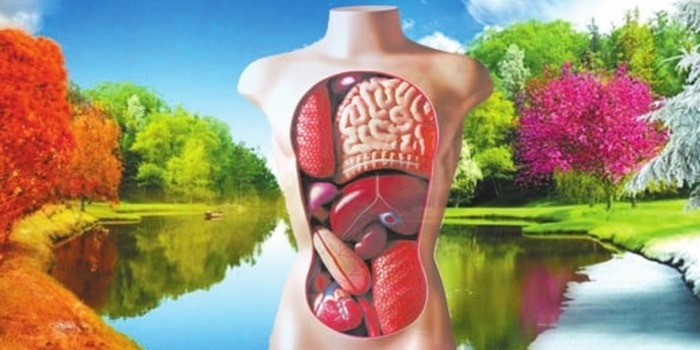 Каждому органу – свое время